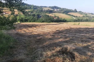 Seno je i dalje kvalitetna stočna hrana