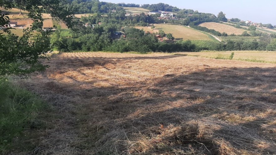 Seno je i dalje kvalitetna stočna hrana