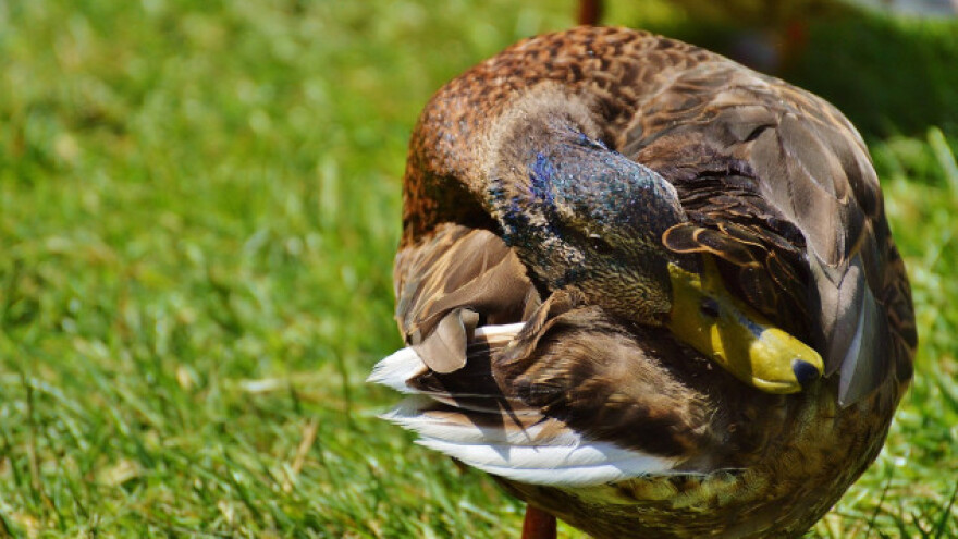 Novi slučaj influence ptica u domaće peradi