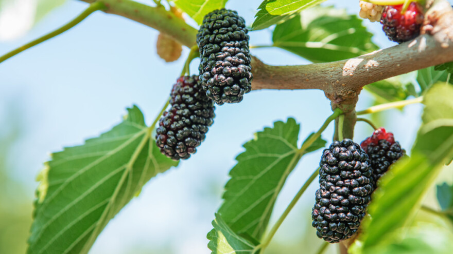 Najstariji dud u Europi u dvorištu Pećke Patrijaršije?