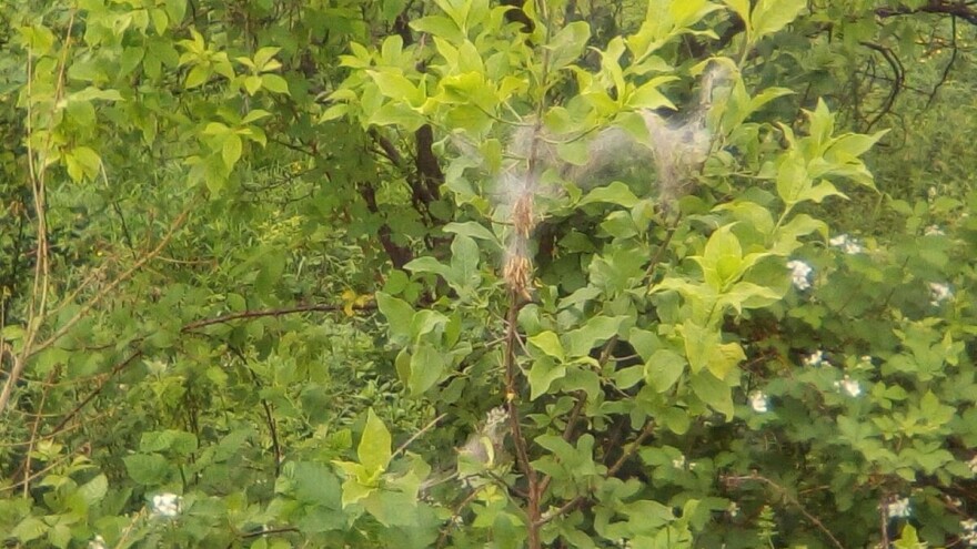 Upredena gnezda larvi dudovca - kako suzbiti štetočinu