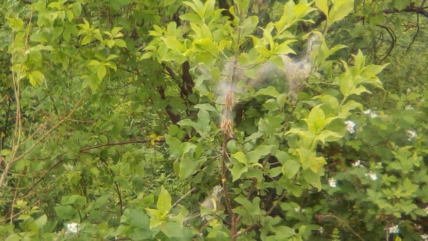 Upredena gnijezda larvi dudovca pojavila se u okolici Prijedora - kako suzbiti štetočinu