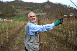 Malina bi ove godine mogla biti duplo skuplja, ali niko neće da bere