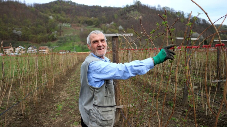 Malina bi ove godine mogla biti duplo skuplja, ali niko neće da bere