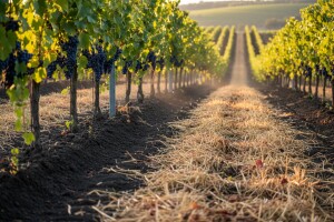 Dugotrajna zaštita voćnjaka i vinograda