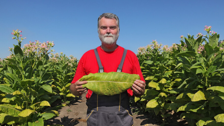 Maslinari i duhanari imaju rok za prijavu potpora