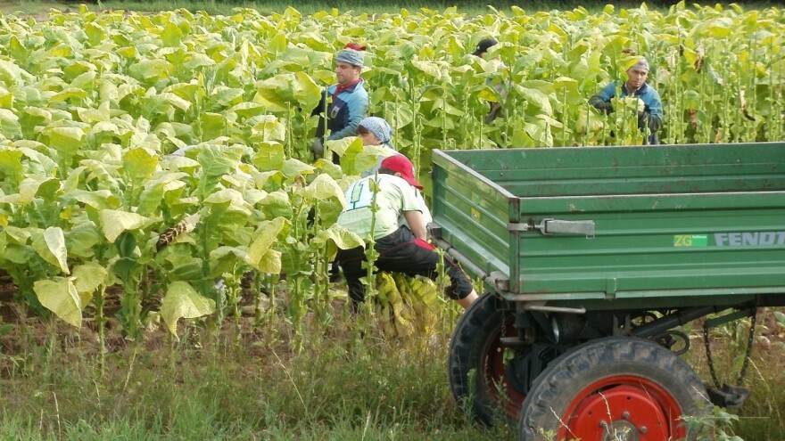 Hrvatska jedina u kontinentalnom dijelu EU zadržala jednaku razinu proizvodnje duhana