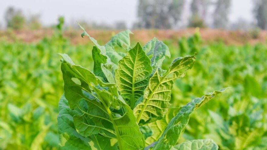 Presađivanje duhana u punom jeku, zasadit će se 90 milijuna presadnica