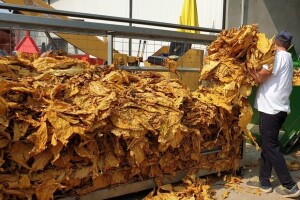 Proizvedeno 7% manje duhana nego lani: Troškovi i cijena veći, ali kvaliteta bolja