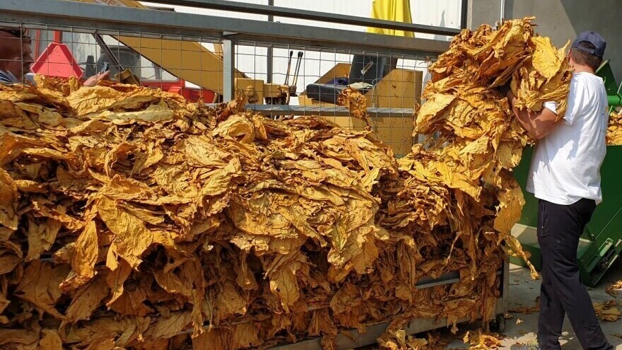 Proizvedeno 7% manje duhana nego lani: Troškovi i cijena veći, ali kvaliteta bolja