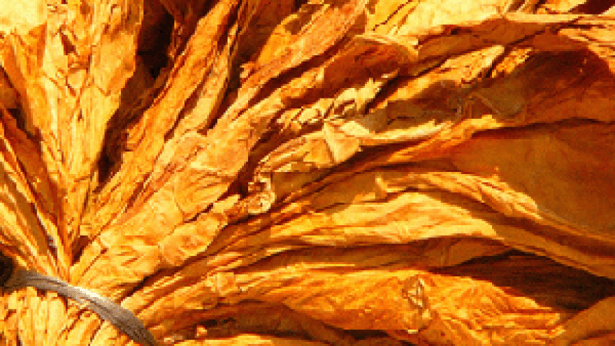 Duhanskim farmerima isplaćeno 43,6 milijuna kuna