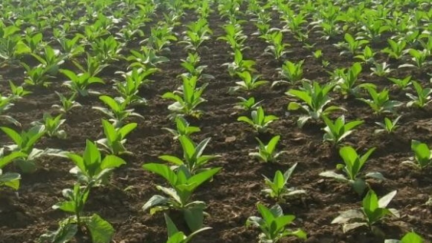 Zasaditi će se 5500 hektara duhana