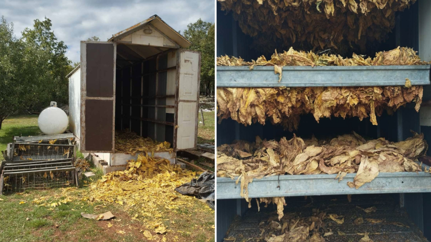 U ilegalnoj sušari i skladištu, pronašli skoro tonu duhana