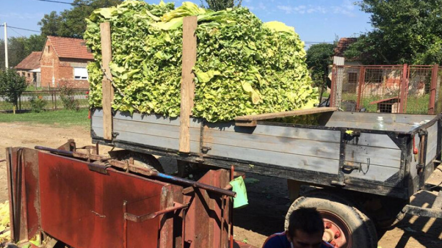 Do sada otkupili 20 tona duhana