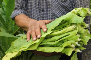 Proizvedeno najmanje duhana u RH u posljednjih 20 godina