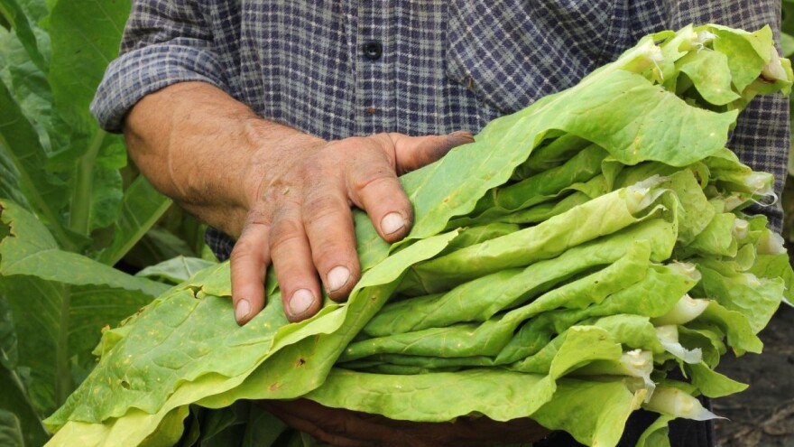 Proizvedeno najmanje duhana u RH u posljednjih 20 godina