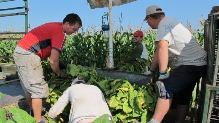 Duhan - jedna od najprofitabilnijih kultura