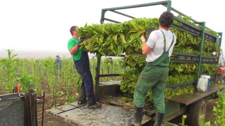 Urod duhana za 20% slabiji od prošlogodišnjeg