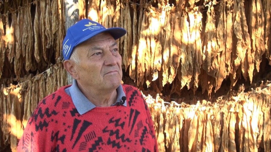 Podižu umirovljenički budžet uzgojem berleya: Listovi su veliki kao da smo ga navodnjavali