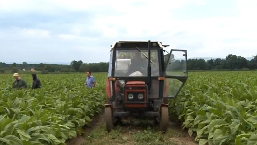 Počela berba duhana, radnika sve teže naći