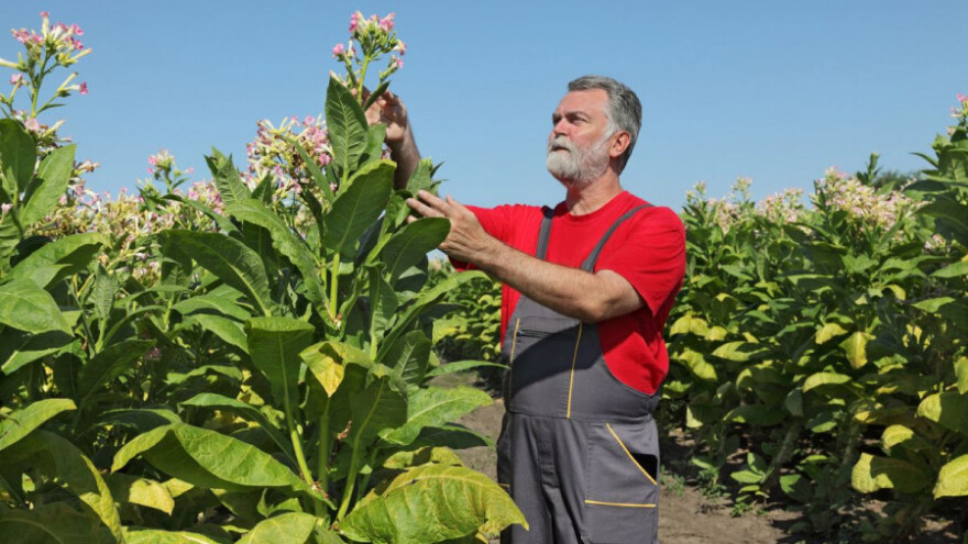 Suša prepolovila prinose duhana