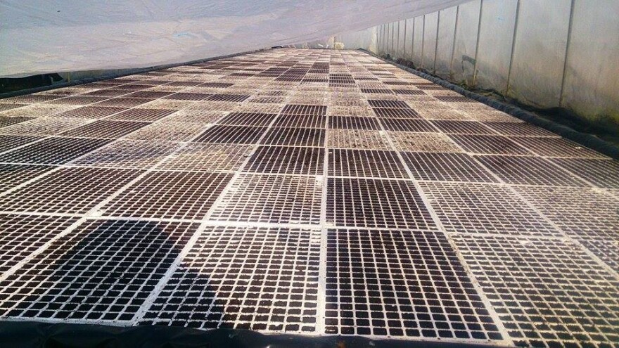 10x veća cijena ilegalnog duhana!