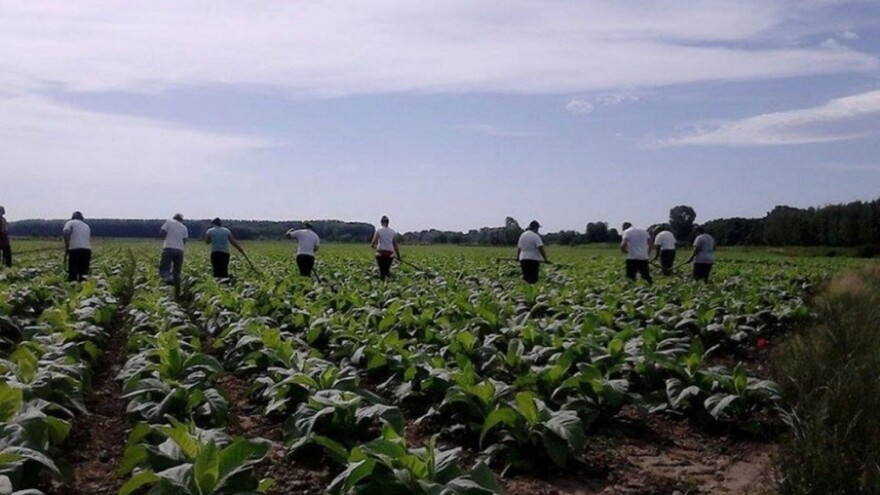 Duhan dobro rodio, berba počinje 15. srpnja