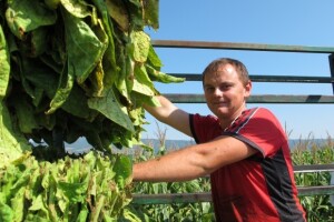 Natječaj za ugradnju solarnih sušnica za duhan