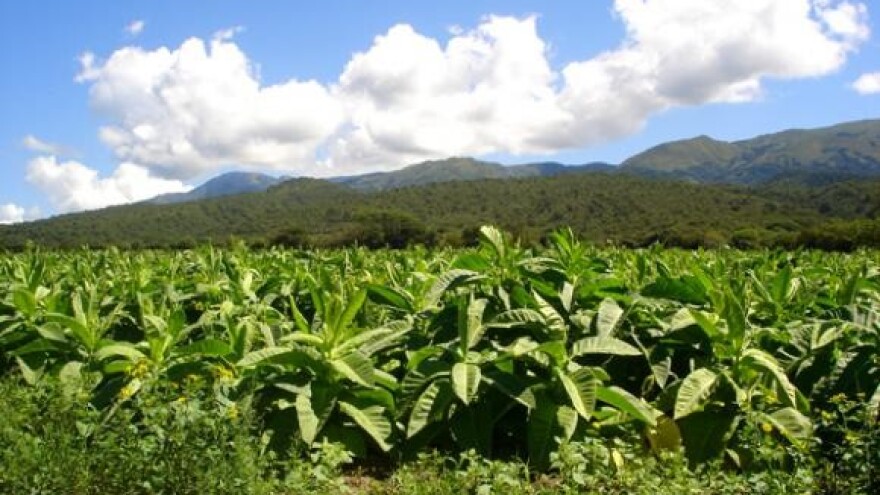 Duhan obećava rekordne prinose
