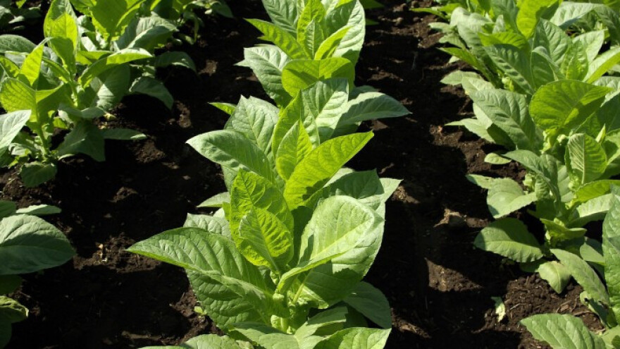 Prinosi duhana veći, veća i otkupna cijena