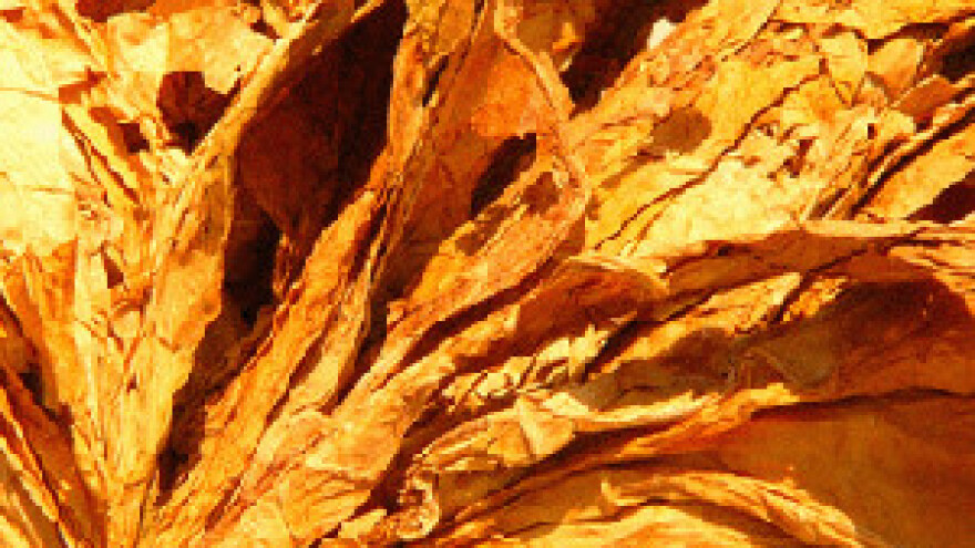 Počela dorada ovogodišnjeg duhana