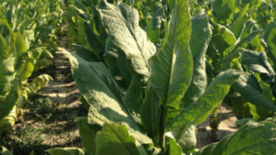 Duhan ne osjeća sušu, prinosi uz navodnjavanje i dvostruki