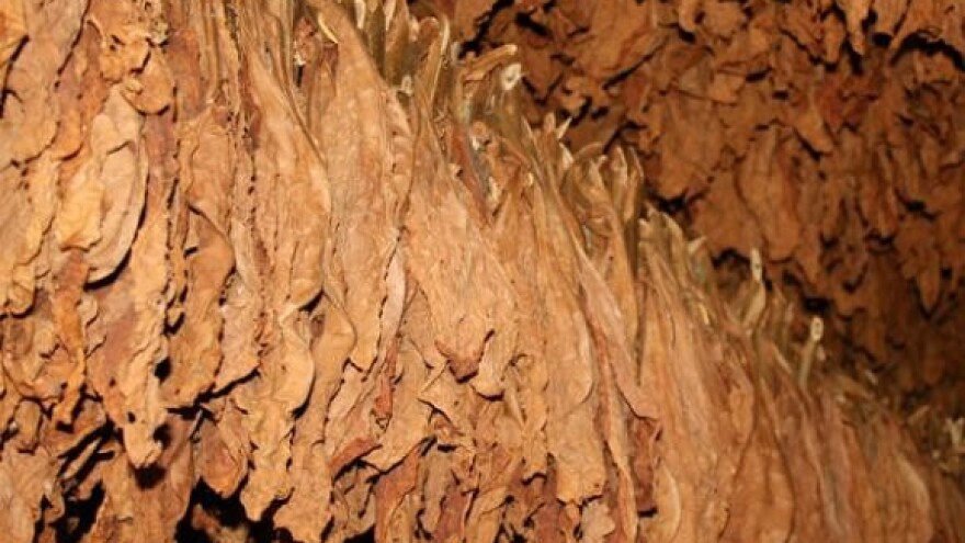 Rekordni prinosi duhana unatoč sušnoj godini