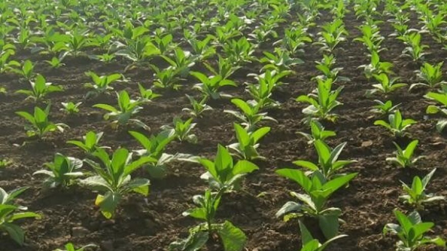 Stimuliranje kvalitetnije proizvodnje duhana