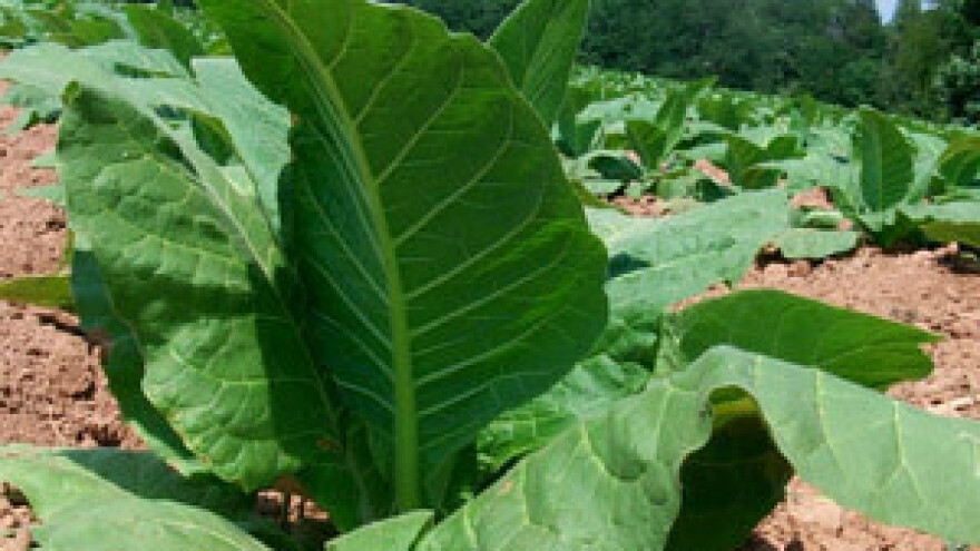 Prosvjedi proizvođača duhana