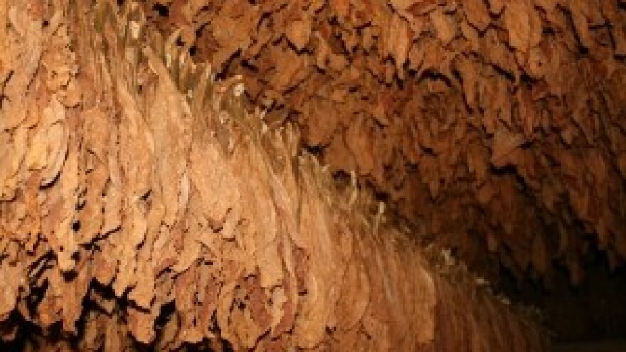 Hrvatski duhani proizvođačima isplatili 31 milijun kuna