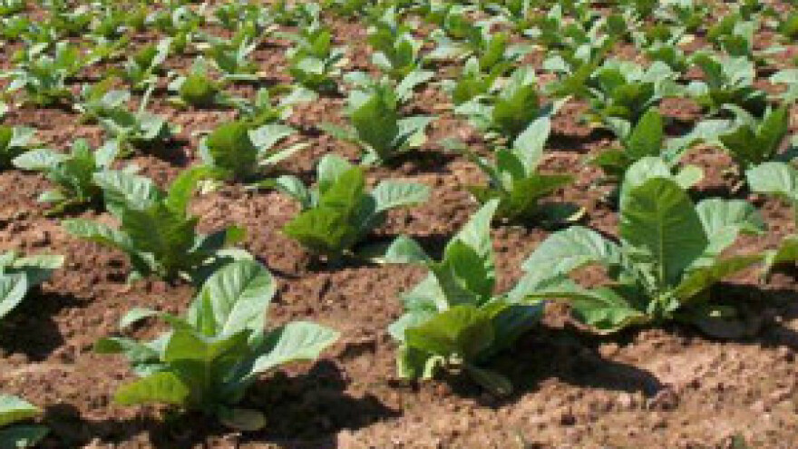 Povećanje prinosa duhana