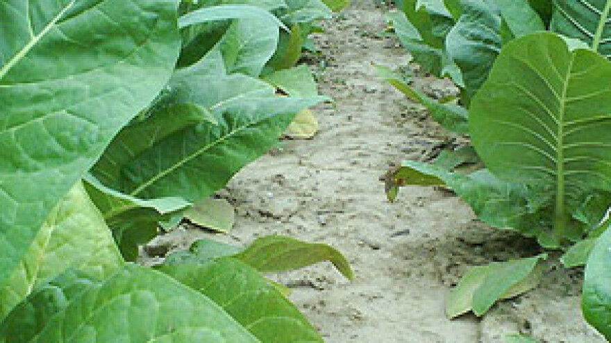 Nedostajat će 1,5 do 2 milijuna kilograma duhana