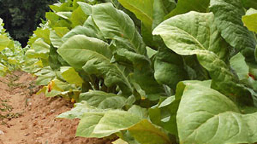 Izvoz hrvatskog duhana