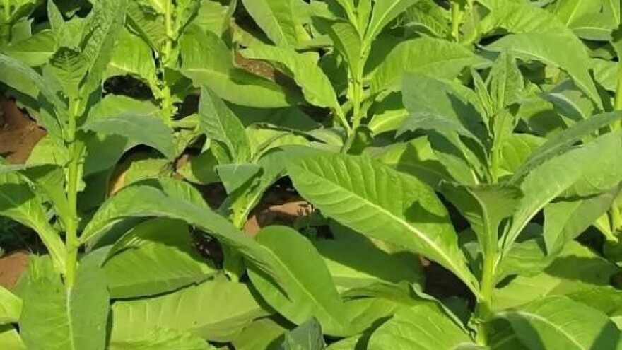 11. Dan polja duhana u Virovitici