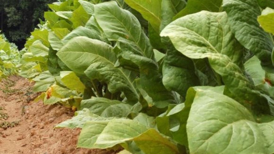 Sve manje zainteresiranih za proizvodnju duhana