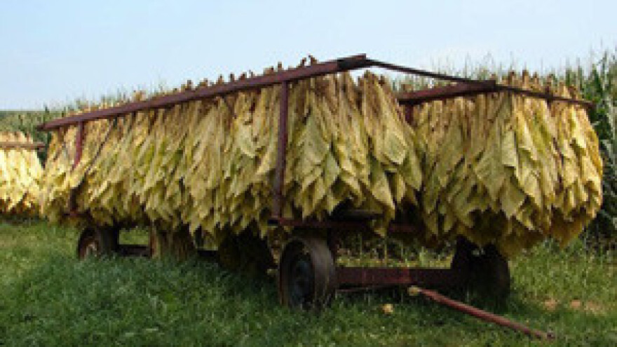 Hrvatskim duhanima Kristalna kuna HGK