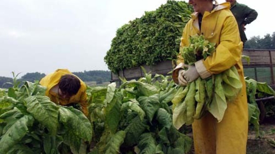 Prve berbe duhana dobre