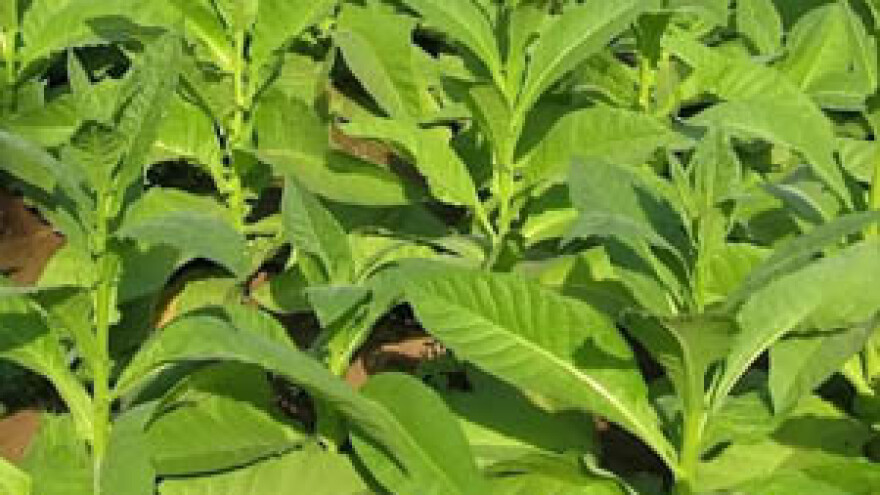 Prosvjed proizvođača duhana