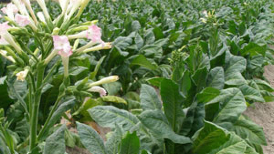 Povećana otkupna cijena duhana