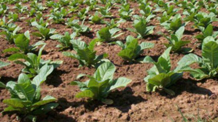 Potpisan ugovor o dugoročnoj proizvodnji duhana