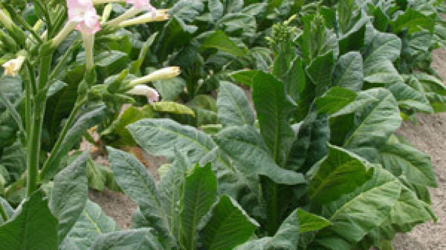 Duhanci traže veće otkupne cijene i poticaje