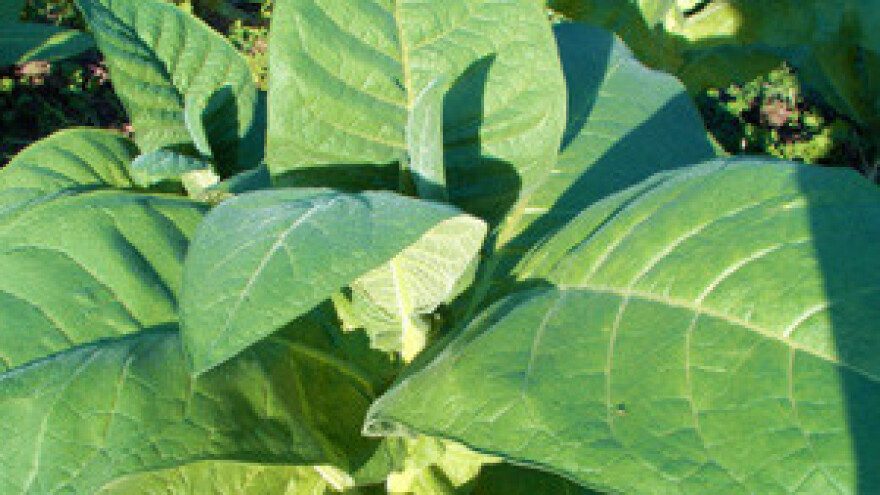 Duhanci opet prevareni