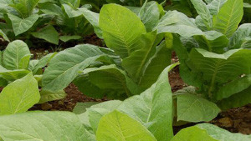 Sadnja duhana pri kraju