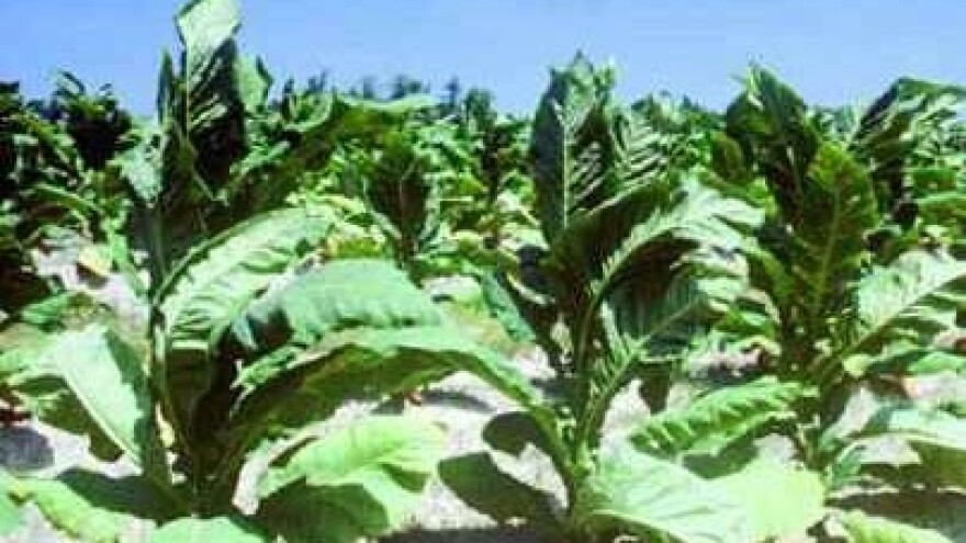 Proizvođači duhana ostali bez poticaja